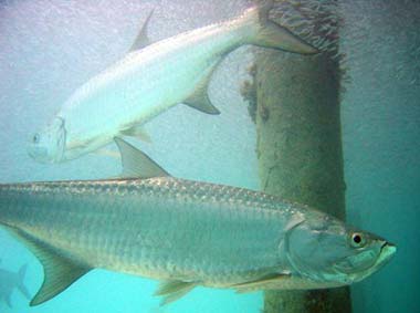 Tarpon